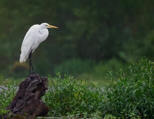 Beautiful shot of a great white egret perched on a log in Geist park