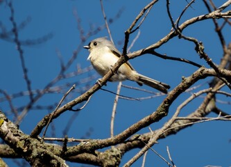 Low angle shot of a tufted titmus bird perched on a tree branch