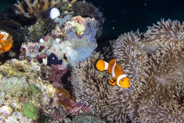 Naklejka na ściany i meble Scenic view of exotic fish swimming underwater in Maldives