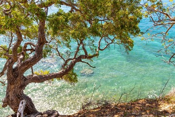 Tree growing near the sea in Chivirico, Cuba