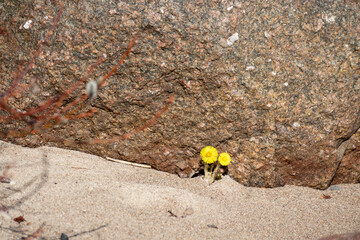 Yellow flowers in front of a rock