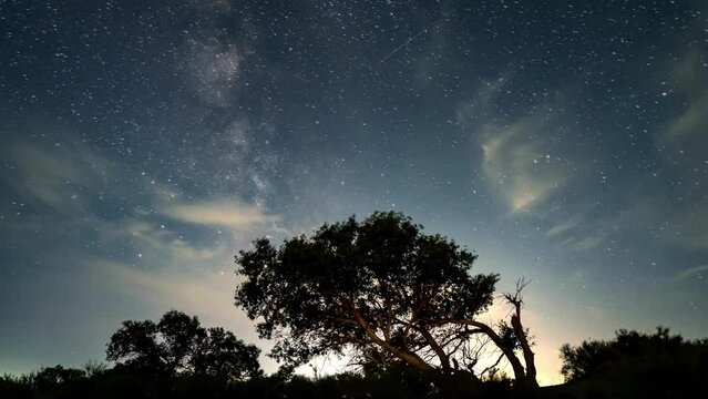 Timelapse video of starry sky above the trees in the forest in the shadow