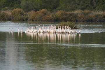 Colony of flamingos along the lake in spring