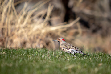 Northern Flicker Woodpecker on a Grassy Field