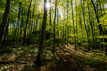 Fototapeta premium Spring sunrise in La Fageda D En Jorda Forest, La Garrotxa, Spain