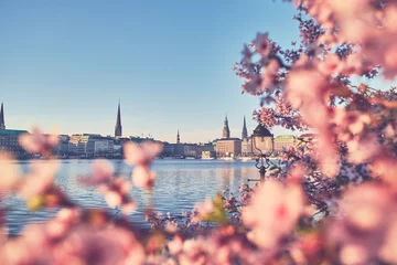 Foto op Plexiglas Zalmroze Pink Cherryblossom in Hamburg City, Germany. High quality photo