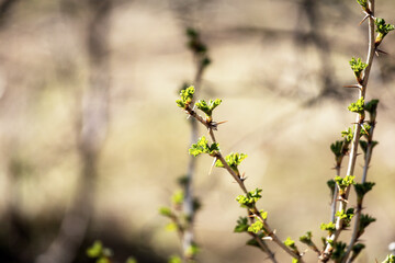 A young branch of a tree shoot with small green leaves