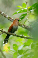 Striped-Cuckoo