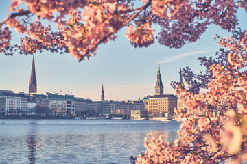 Cherryblossom in Spring in Hamburg. High quality photo