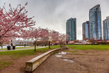 Cherry Blossom in Downtown Vancouver, British Columbia, Canada. Cloudy Rainy Day in the City.