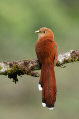 Striped-Cuckoo