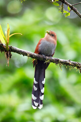 Striped-Cuckoo