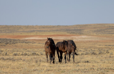 Wild Horses in the Wyoming Desert in Autumn