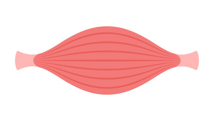 シンプルな筋肉のイラスト