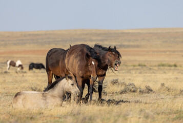 Wild Horses in the Wyoming Desert in Autumn