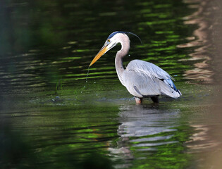 Great Blue Heron Wading in shallow water