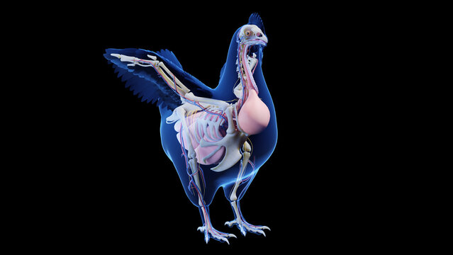 3d illustration of a chicken's internal organs