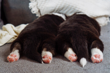 Two small puppies with fluffy backs are lying on gray surface, on their tummies, exposing pink heels. Puppy day. Care.