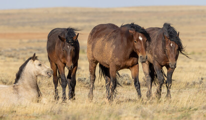 Wild Horses in the Wyoming Desert in Autumn