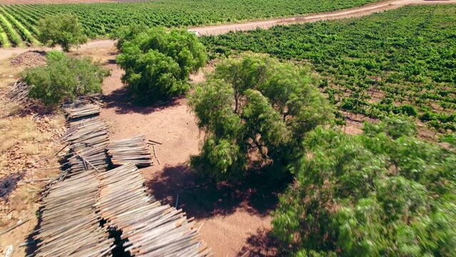 Grapevine Waste Left Over At The Vineyard Caused By Water Scarcity In Limari Valley, Chile. aerial