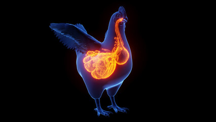 3d illustration of a chicken's internal organs