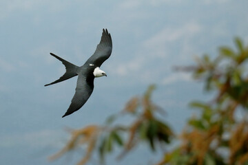 Swallow-tailed-Kite