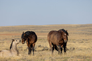 Wild Horses in the Wyoming Desert in Autumn