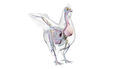 Obraz na płótnie Canvas 3d illustration of a chicken's internal organs