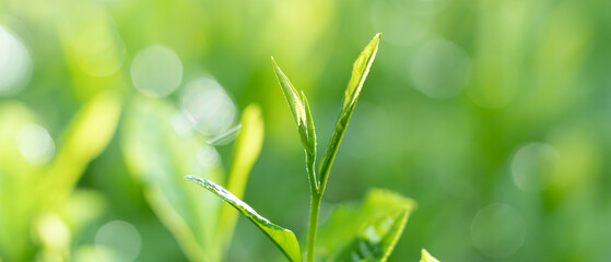茶葉・茶畑・新茶