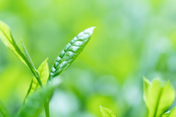 茶葉・茶畑・新茶