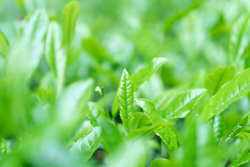 茶葉・茶畑・新茶