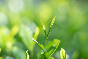 茶葉・茶畑・新茶