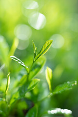 茶葉・茶畑・新茶