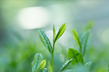 茶葉・茶畑・新茶