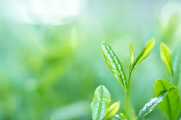 Fototapeta premium 茶葉・茶畑・新茶