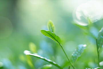 茶葉・茶畑・新茶