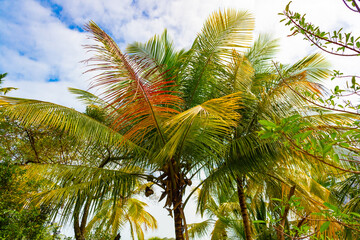Fototapeta na wymiar lush exotic tropical summer palm in wild nature. photo of tropical summer palm tree.