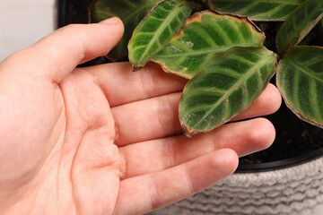 Man touching houseplant with damaged leaves indoors, closeup