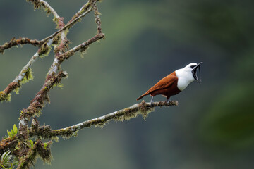 Three-wattled Bellbird doing mating display