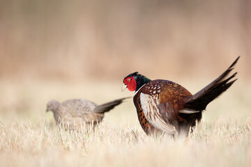 Common pheasant Phasianus colchius Ring-necked pheasant in natural habitat, grassland in early spring