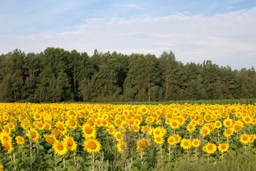 Fototapeta premium Sunflower field in the early morning, bright and large flowers