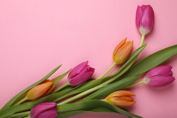 Beautiful tulips on pink background, flat lay. Space for text