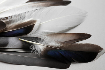 Many different bird feathers on white background, closeup