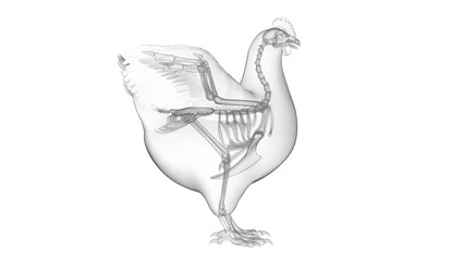 3d illustration of a chicken's skeletal system