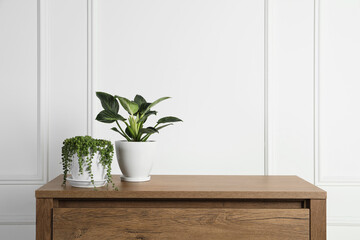 Beautiful green potted houseplants on wooden table indoors, space for text