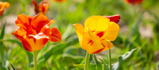 Wild Red Data Book tulips Greig in the fields of Kazakhstan. Spring flowers under the rays of sunlight. Beautiful landscape of nature. Hi spring. Beautiful flowers on a green meadow.