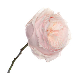 Beautiful English rose with tender petals isolated on white