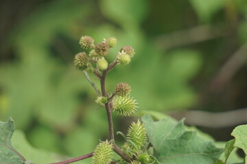 Eranda (Also called Ricinus communis, jarak, poison nut, bubble bush, castor oil plant, hedge castor oil plant) fruit on the tree