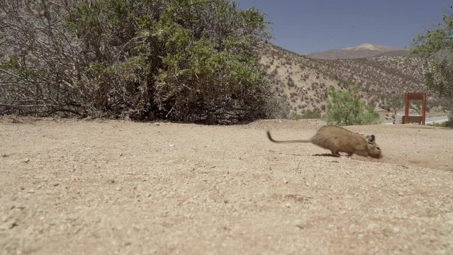 cute little Degus, Octodon, rodents native to South America. Group of Degu sitting at their den in the arid landscape of the atacama desert in Chile at chinchilla sanctuary.