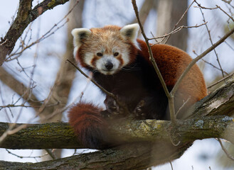 Red or Lesser Panda, its scientific name is Ailurus fulgens